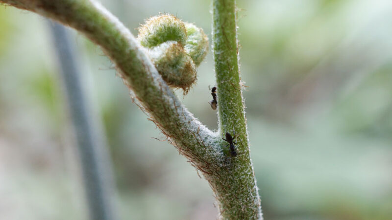 Two ants climb up a green, fuzzy fern stem.