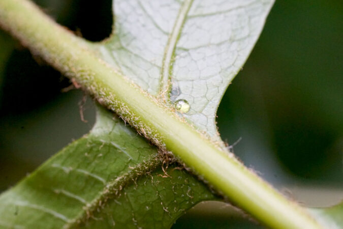 A clear nectar droplet oozes from a nectary on the fern. Two leaves bookend the stem.