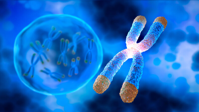 Scientists Say: Telomere