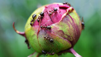 A close-up shot shows nine ants climbing on a peony bud. Pink petals peek out from green guard petals.