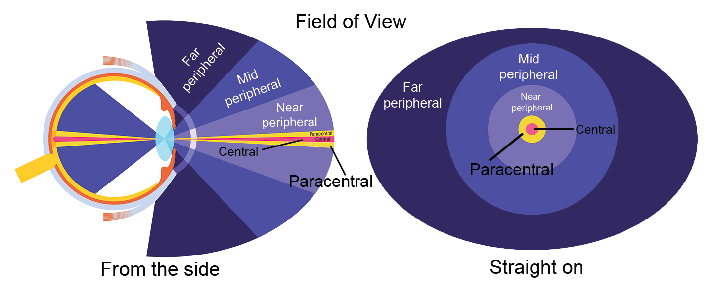 an illustration showing different parts of our field of view looking from the side (left) and straight on to the eye (right)