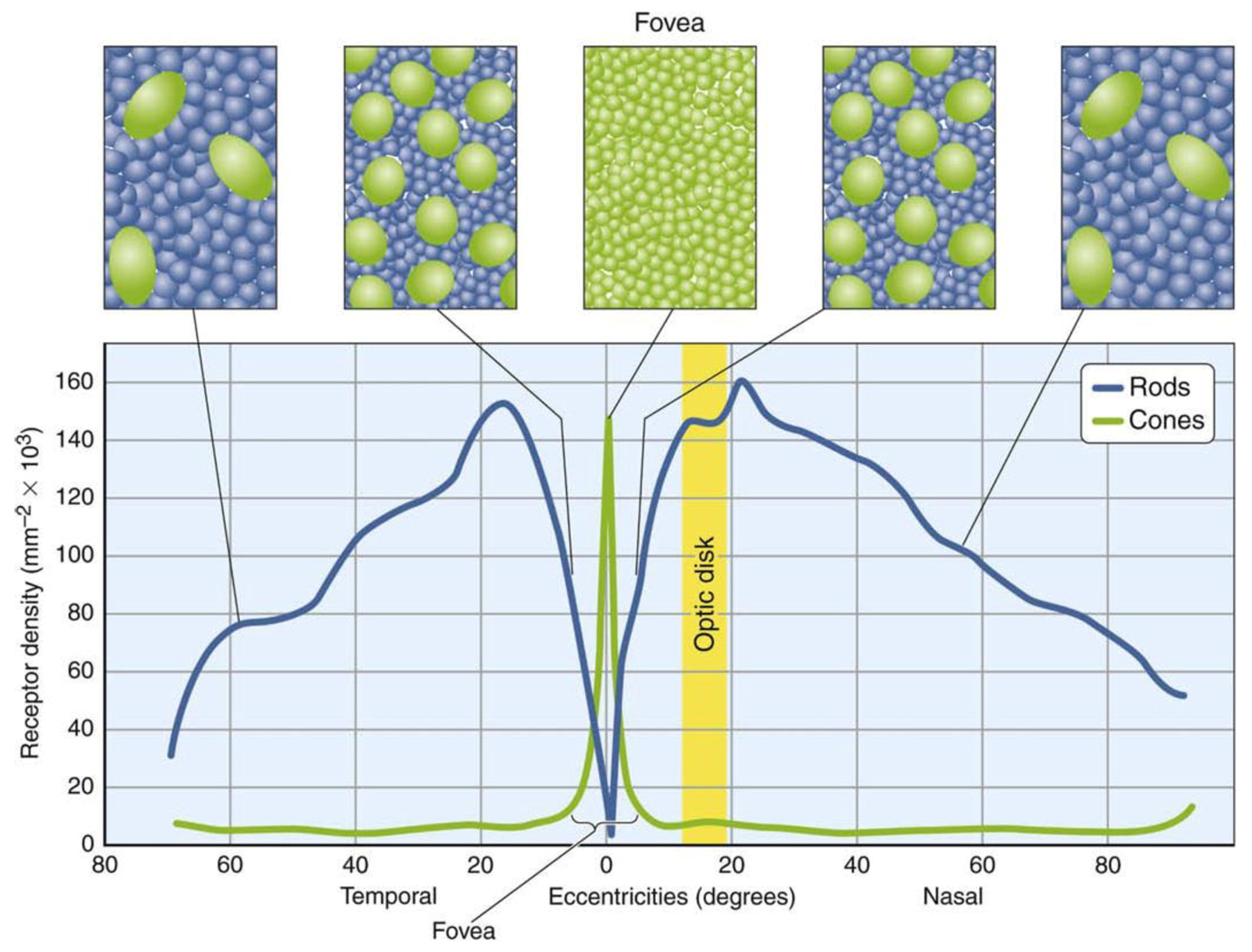 a graph showing where rods and cones are located across the retina