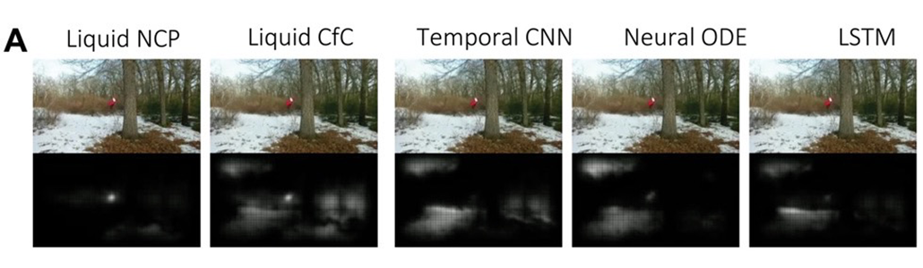 a series of images showing different ANNs and what they saw