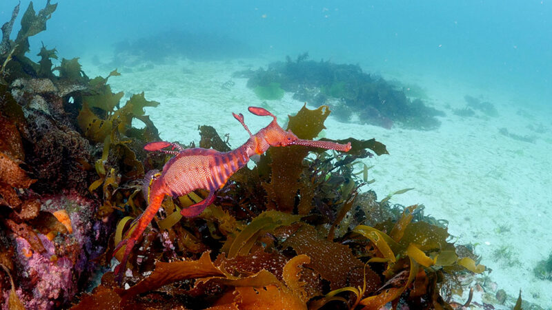 Speedy the weedy seadragon swims above a patch of golden kelp. His body is orange with pink stripes and white spots on his torso, head and snout.