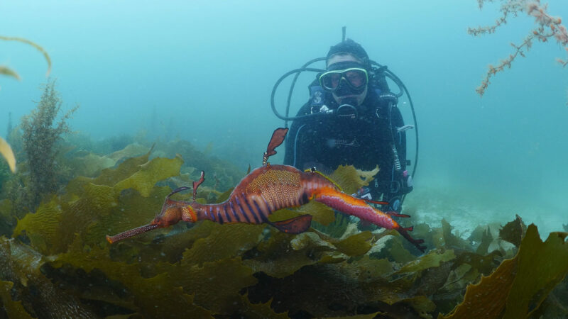 This biologist tracks seadragons, with help from the public