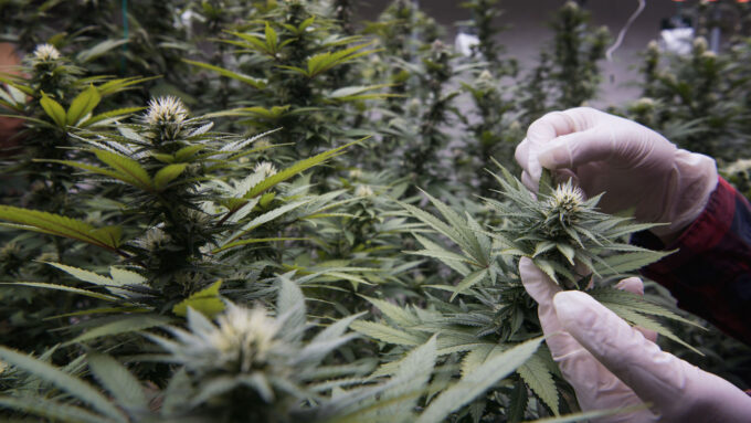 a photo of Cannabis Sativa plants growing in a greenhouse with a person's gloved hands visible