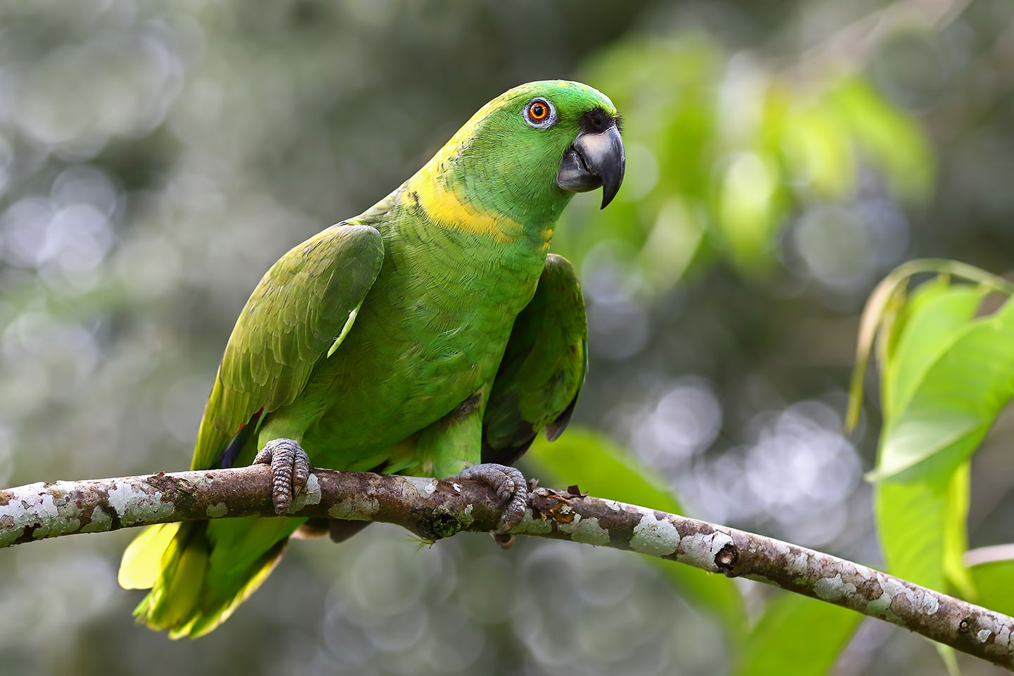 a photo of a green parrot with a yellow neck ring on a branch