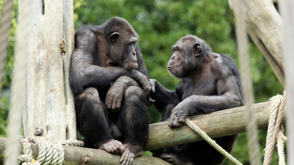 Two chimpanzees near each other hold hands while perched on a wooden structure in front of green leaves