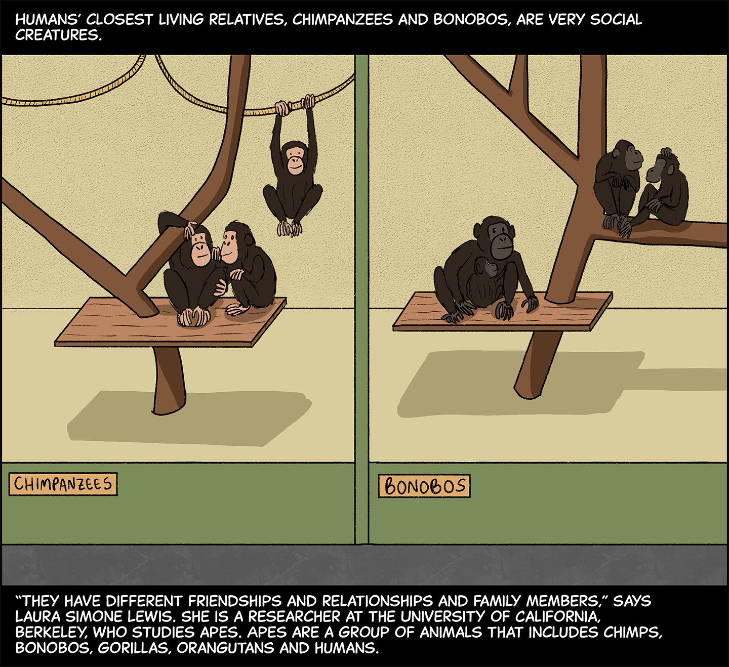 Text (above image): Humans’ closest living relatives, chimpanzees and bonobos, are very social creatures. Image: Two zoo enclosures are shown side by side. The left enclosure has a plaque that reads “chimpanzees.” Inside, two chimps sit on a wooden plank suspended on the trunk of a tree, while another chimp hangs with both hands from a rope. The right enclosure has a plaque reading bonobos. Inside, a mom and baby bonobo sit together on a wooden plank suspended from a tree, while two other bonobos sit together on a nearby tree branch. Text (below image): “They have different friendships and relationships and family members,” says Laura Simone Lewis. She is a researcher at the University of California, Berkeley, who studies apes. Apes are a group of animals that include chimps, bonobos, gorillas, orangutans and humans. 