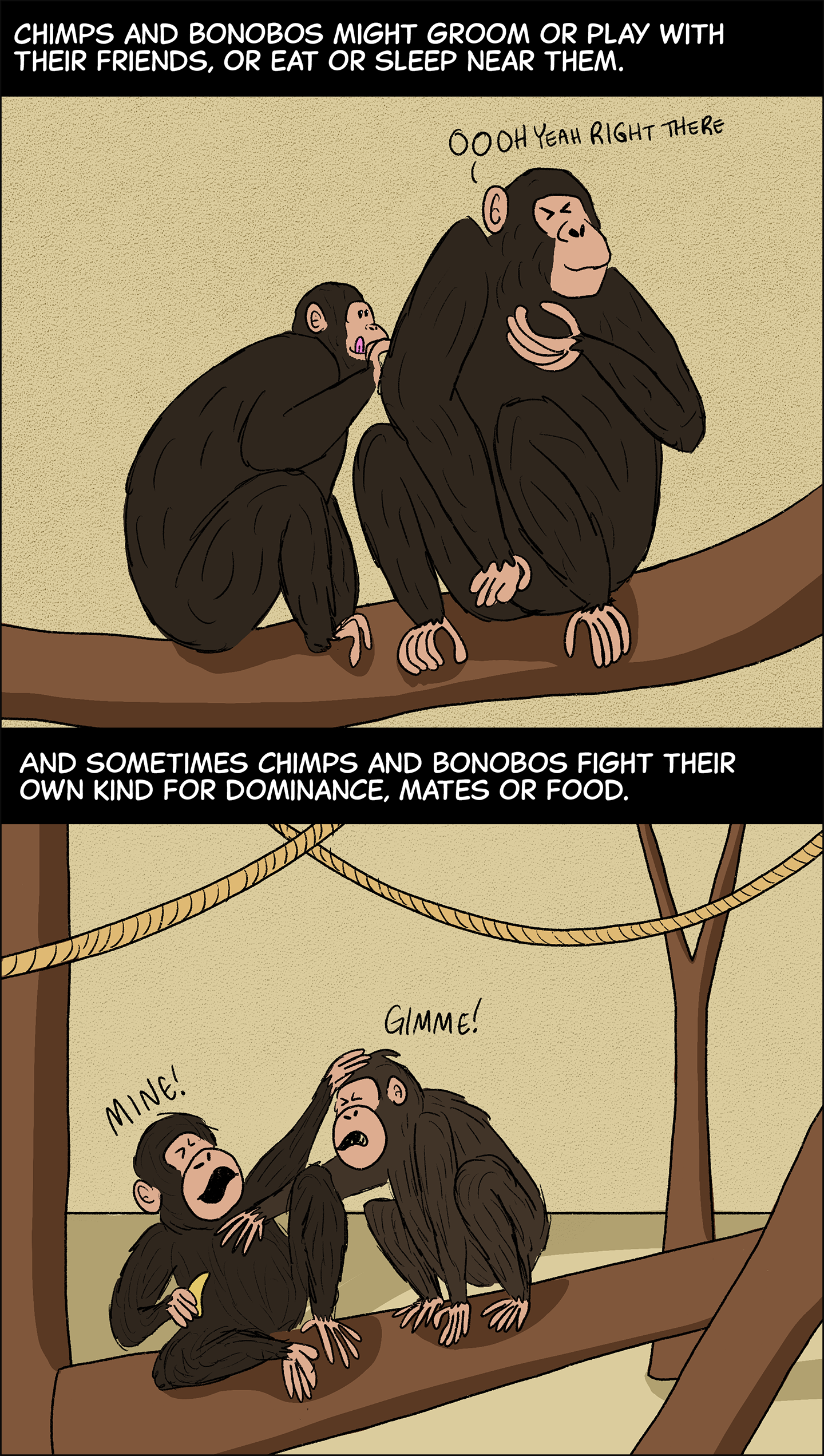 Text (above top image): Chimps and bonobos might groom or play with their friends, or eat or sleep near them. Top image: two chimps sit together on the branch of a tree. One is picking bugs off the other. The chimp who is getting groomed has their eyes closed and is saying, “Oooh, yeah, right there!” Text (above bottom image): And sometimes chimps and bonobos fight their own kind for dominance, mates or food. Bottom image: Two chimps on a branch are fighting with each other over a banana. The chimp holding the banana is saying, “Mine!” The other chimp is saying, “Gimme!”