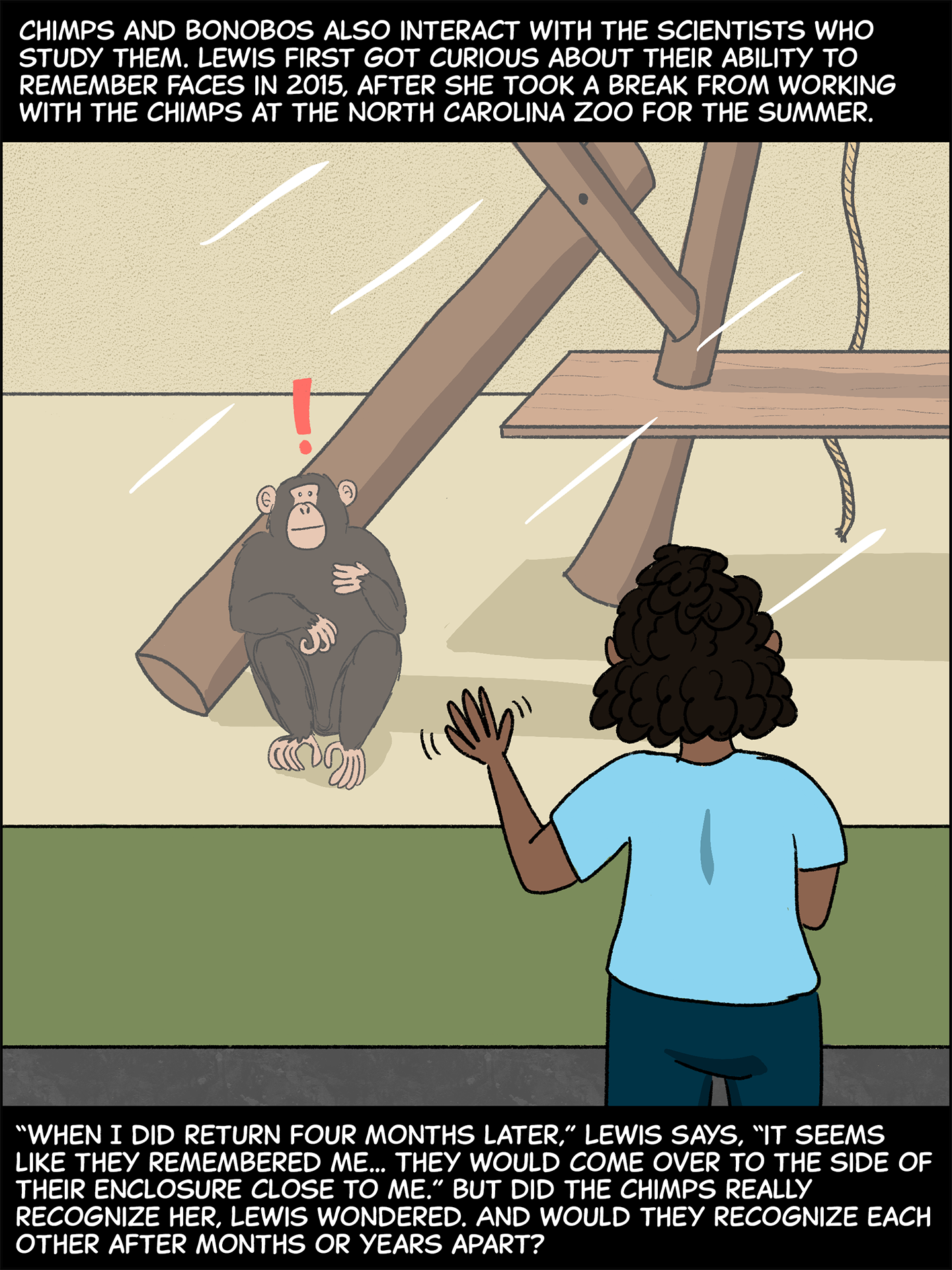 Text (above image): Chimps and bonobos also interact with the scientists who study them. Lewis first got curious about their ability to remember faces in 2015, after she took a break from working with the chimps at the North Carolina Zoo for the summer. Image: Lewis holds up her hand to wave at a chimp inside a zoo enclosure through the glass. The chimp holds their hand over their heart and has an exclamation point over their head. Text (below image): “When I did return four months later,” Lewis says, “it seems like they remembered me… They would come over to the side of their enclosure close to me.” But did the chimps really recognize her, Lewis wondered. And would they recognize each other after months or years apart?