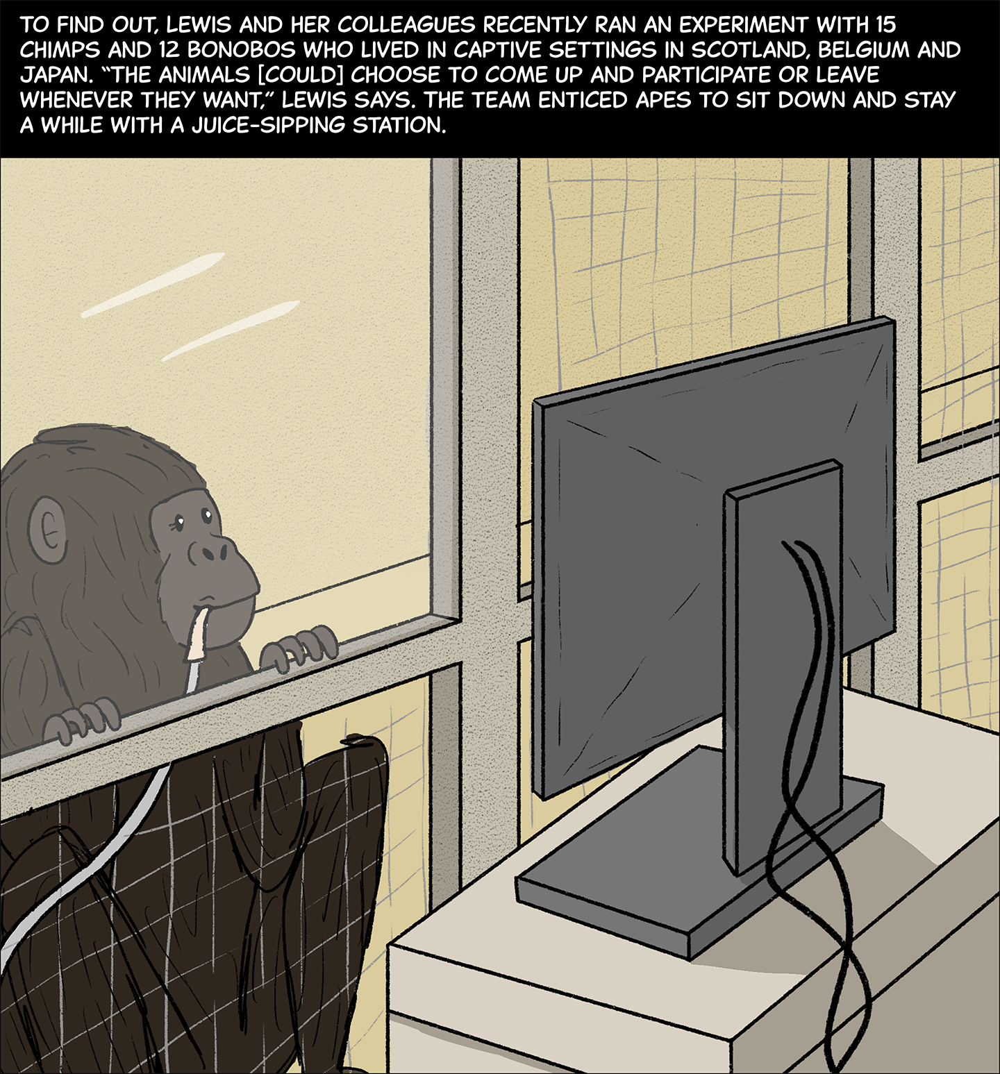 Text (above image): To find out, Lewis and her colleagues recently ran an experiment with 15 chimps and 12 bonobos who lived in captive settings in Scotland, Belgium and Japan. “The animals [could] choose when to come up and participate or leave whenever they want,” Lewis says. The team enticed apes to sit down and stay a while with a juice sipping station. Image: A bonobo sits at the edge of an enclosure, looking through a glass panel at a computer sitting on a desk outside the enclosure. The bonobo smiles as it sips juice through a long tube.