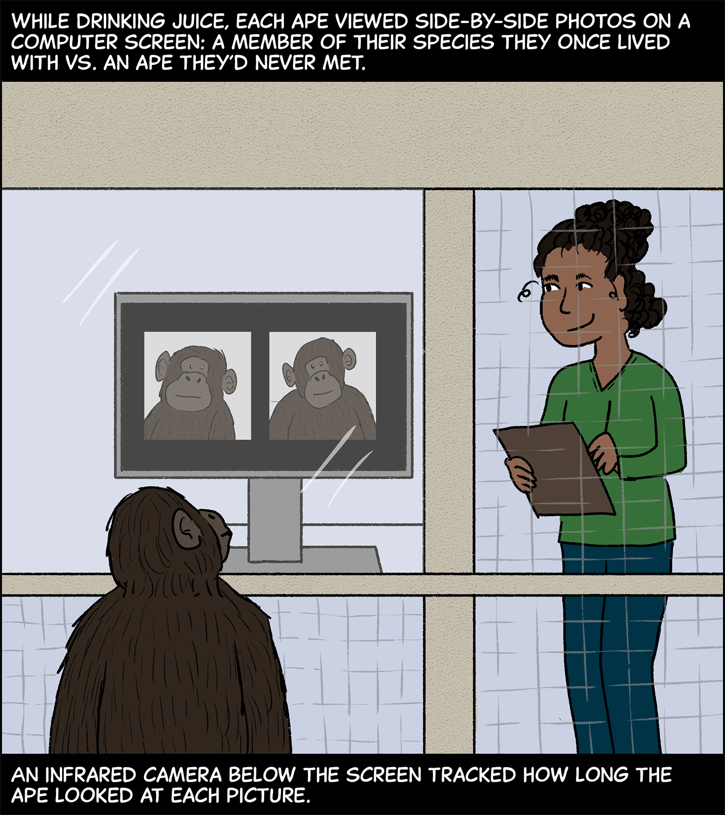 Text (above image): While drinking juice, each ape viewed side-by-side photos on a computer screen: a member of their species they once lived with vs. an ape they’d never met. Image: A bonobo sits at the edge of their enclosure, looking through a glass panel at the computer screen. The screen shows two apes side by side that have slightly different facial features. Lewis stands near the computer with a clipboard. Text (below image): An infrared camera below the screen tracked how long the ape looked at each picture.