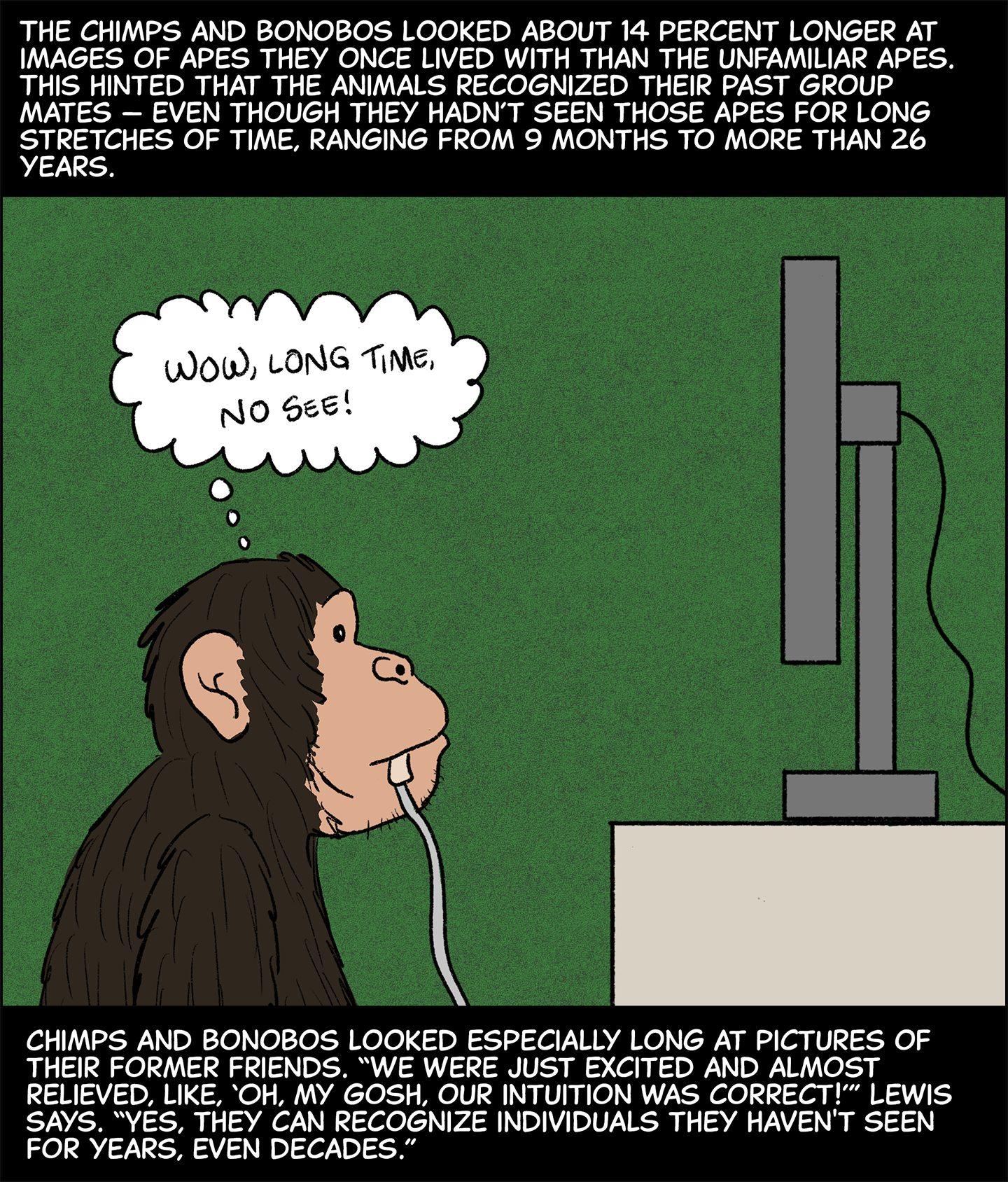 Text (above image): The chimps and bonobos looked about 14 percent longer at images of apes they once lived with than unfamiliar apes. This hinted that the animals recognized their past group mates—even though they hadn’t seen those apes for long stretches of time, ranging from 9 months to more than 26 years. Image: A chimp sipping juice through a long tube stares at a computer screen. It is thinking, “Wow, long time no see!” Text (below image): Chimps and bonobos looked especially long at pictures of their former friends. “We were just excited and almost relieved like, ‘Oh my gosh, our intuition was correct!’” Lewis says. “Yes, they can recognize individuals they haven’t seen for years, even decades.”