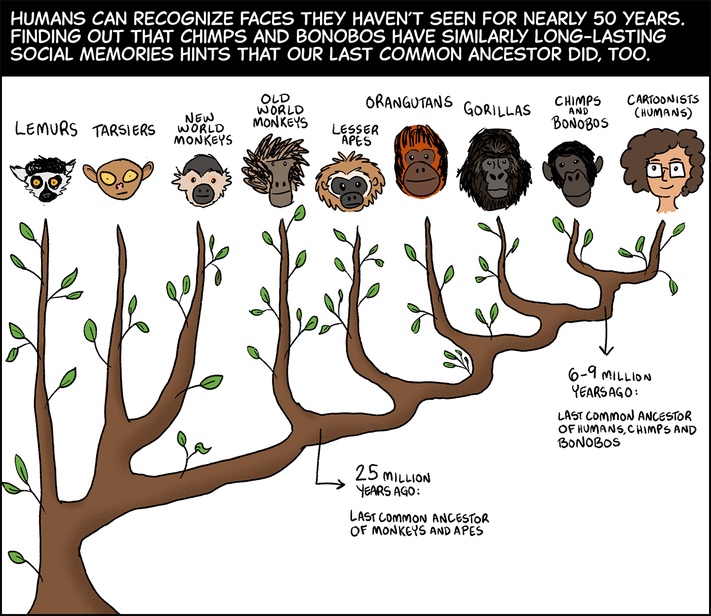 Text (above image): Humans can recognize faces they haven’t seen for nearly 50 years. Finding out that chimps and bonobos have similarly long-lasting social memories hints that our last common ancestor did too. Image: A family tree shows how different species of primates branched off from each other over the course of their evolution. These species include: lemurs, tarsiers, new world monkeys, old world monkeys, lesser apes, orangutans, gorillas, chimps and bonobos, and cartoonists (humans). The branches separating monkeys from apes divided about 25 million years ago, when the last common ancestor of monkeys and apes lived. The branches separating chimps and bonobos from humans diverged about 6 to 9 million years ago, when the last common ancestor of humans, chimps and bonobos lived.