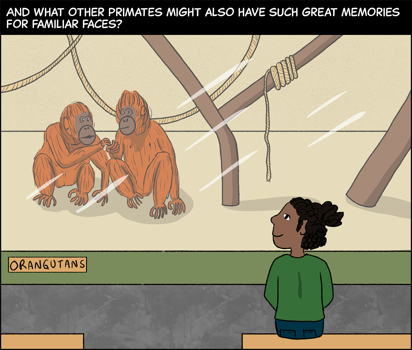 Text (above image): And what other primates might also have such great memories for familiar faces? Image: A girl sits on a bench outside a zoo enclosure with a plaque reading “orangutans.” Inside the enclosure, two orangutans sit side-by-side, looking at each other.