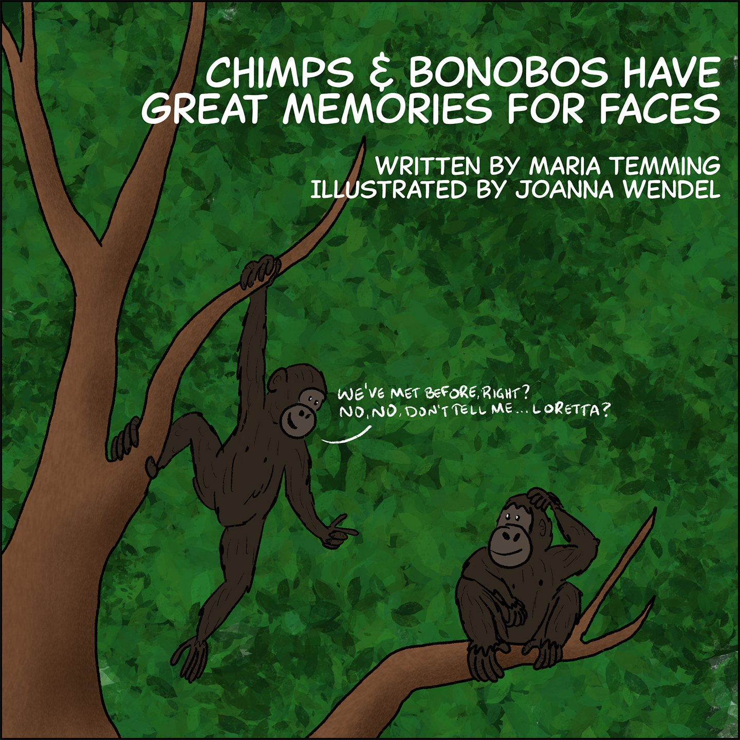 Text: Chimps and bonobos have great memories for faces . Written by Maria Temming. Illustrated by JoAnna Wendel. Image: Two chimps are on neighboring branches of a tree. The chimp on the left, hanging from their branch, says, “We’ve met before, right? No, no, don’t tell me…Loretta?” The chimp on the right, sitting on their branch, smiles and scratches their head. 