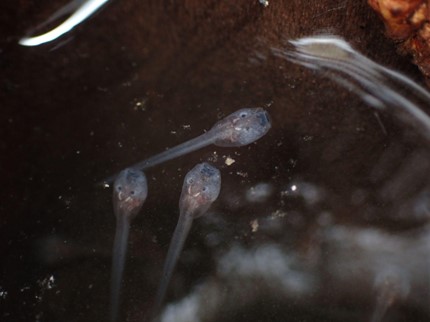 Tadpoles swim in a pool of water. These are Eiffinger’s tree frogs (Kurixalus eiffingeri) tadpoles with semi-transparent skin.