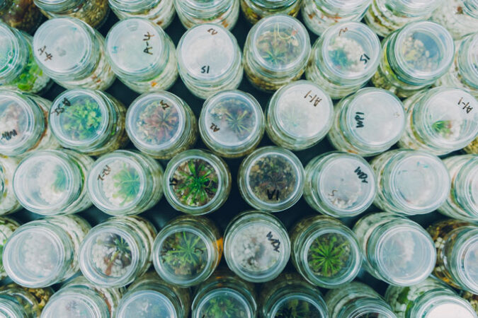 The photo, taken from above, shows many carnivorous sundew plants growing in small glass jars. The tops of the jars have labels written in black sharpie along their edges.