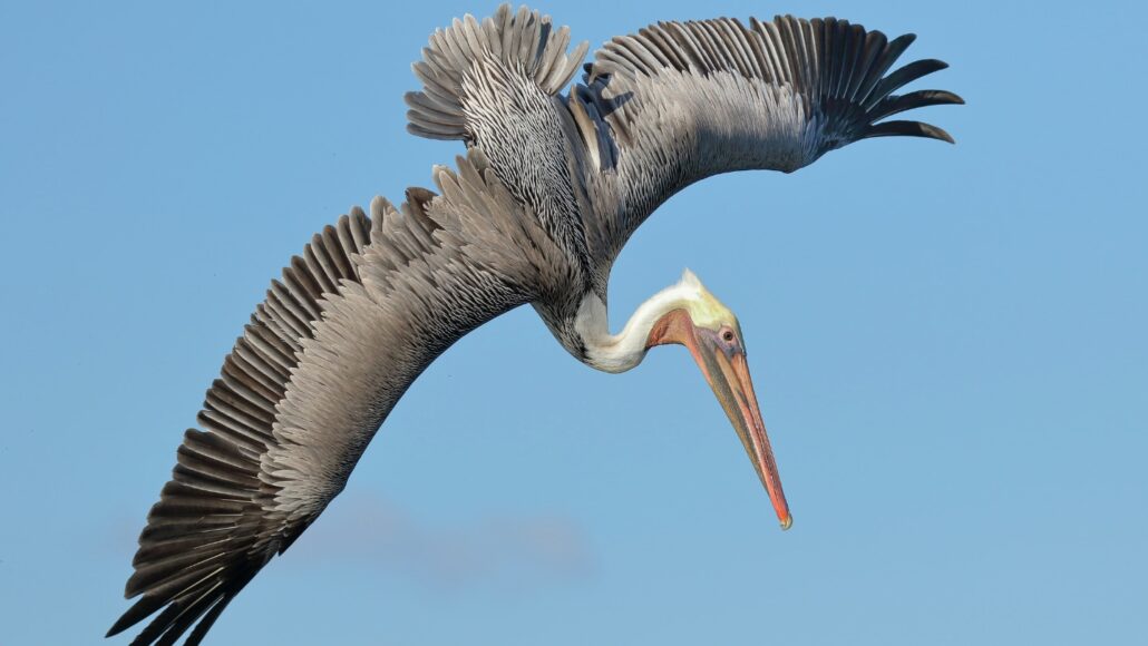 A pelican in flight shows how its wings have many overlapping rows of feathers