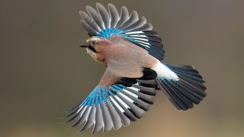 A Eurasian jay fans its wings as it flies. This mostly gray bird sports bright blue panels on its wings and a black tail. 