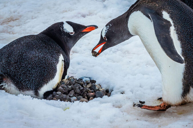 A male gentoo penguin drops a pebble onto a nest. The female lies on top of the nest of rocks. Shallow white snow surrounds them.