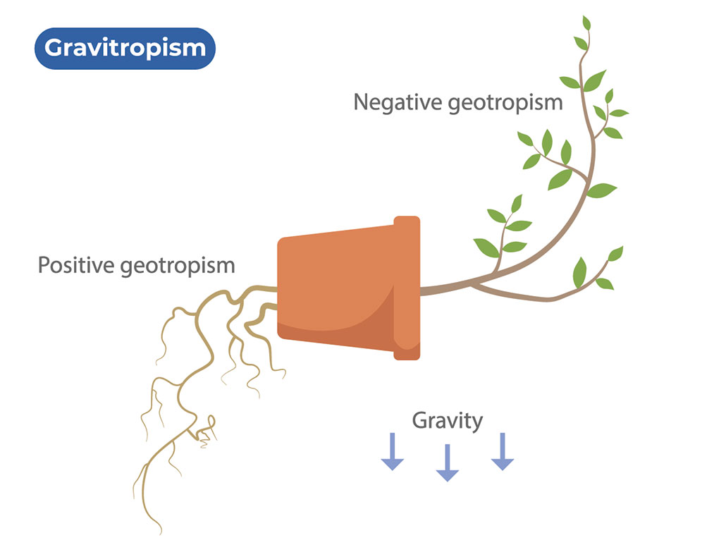 a diagram showing a potted plant turned sideways (as seen side on), the roots to the left are growing down (positive geotropism) and the plant is growing out of the pot on the right and up towards the sky (negative geotropism)