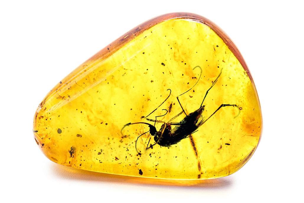 a photo of a mosquito preserved in a golden nugget of amber