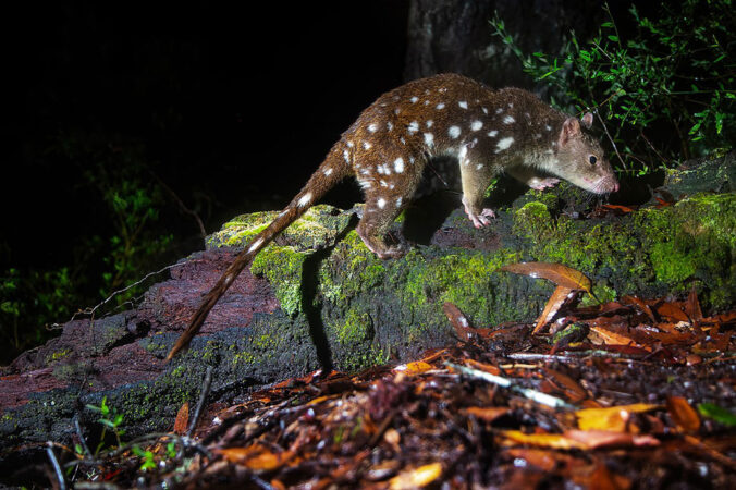 A spotted-tail quoll stands on a rock covered in green moss. It has brown fur with white dots all over its coat.