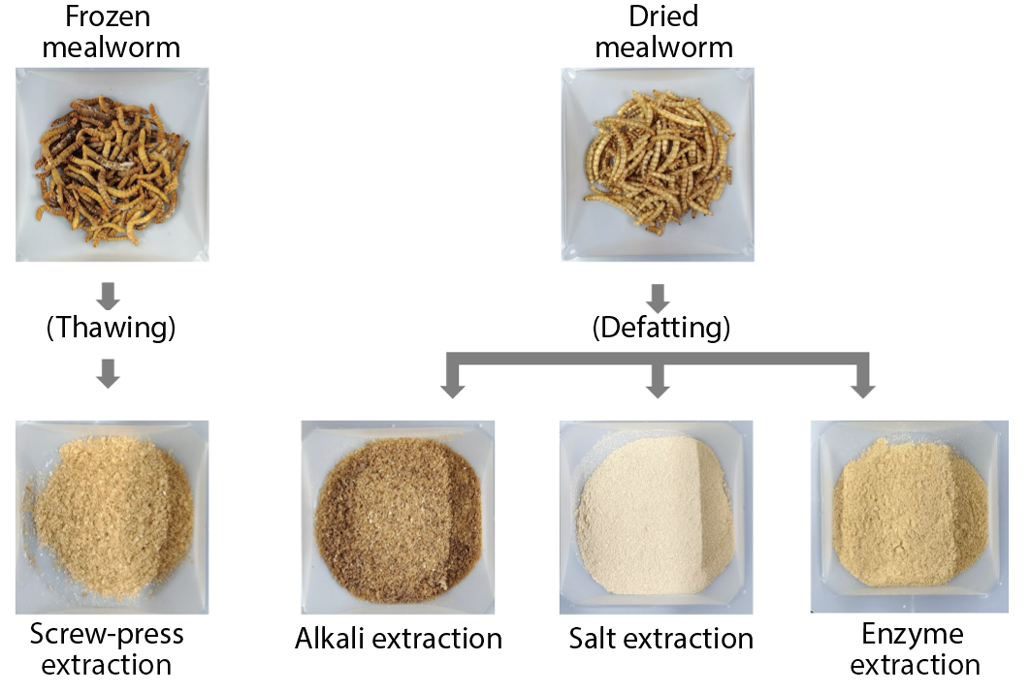 a set of images showing the steps of extracting protein from frozen mealworms (Frozen, thawing, screw-press extraction to get powder) and dried mealworms (dried, defatting and then alkali, salt, or enzyme extraction to get protein powder)