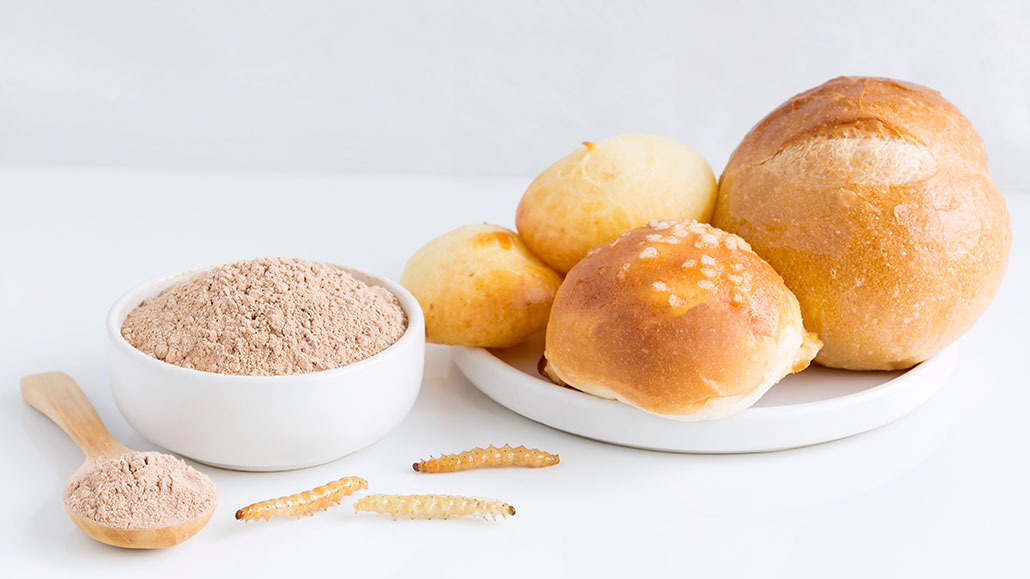 a bowl of beige protein powder on w white surface next to some mealworms, to the right is a plate full of bread