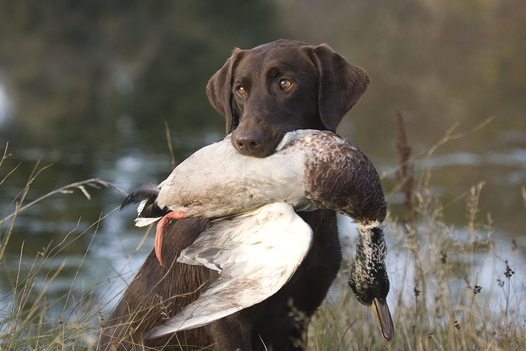 Chocolate Labrador Retreiver holding a mallard duck in her mouth