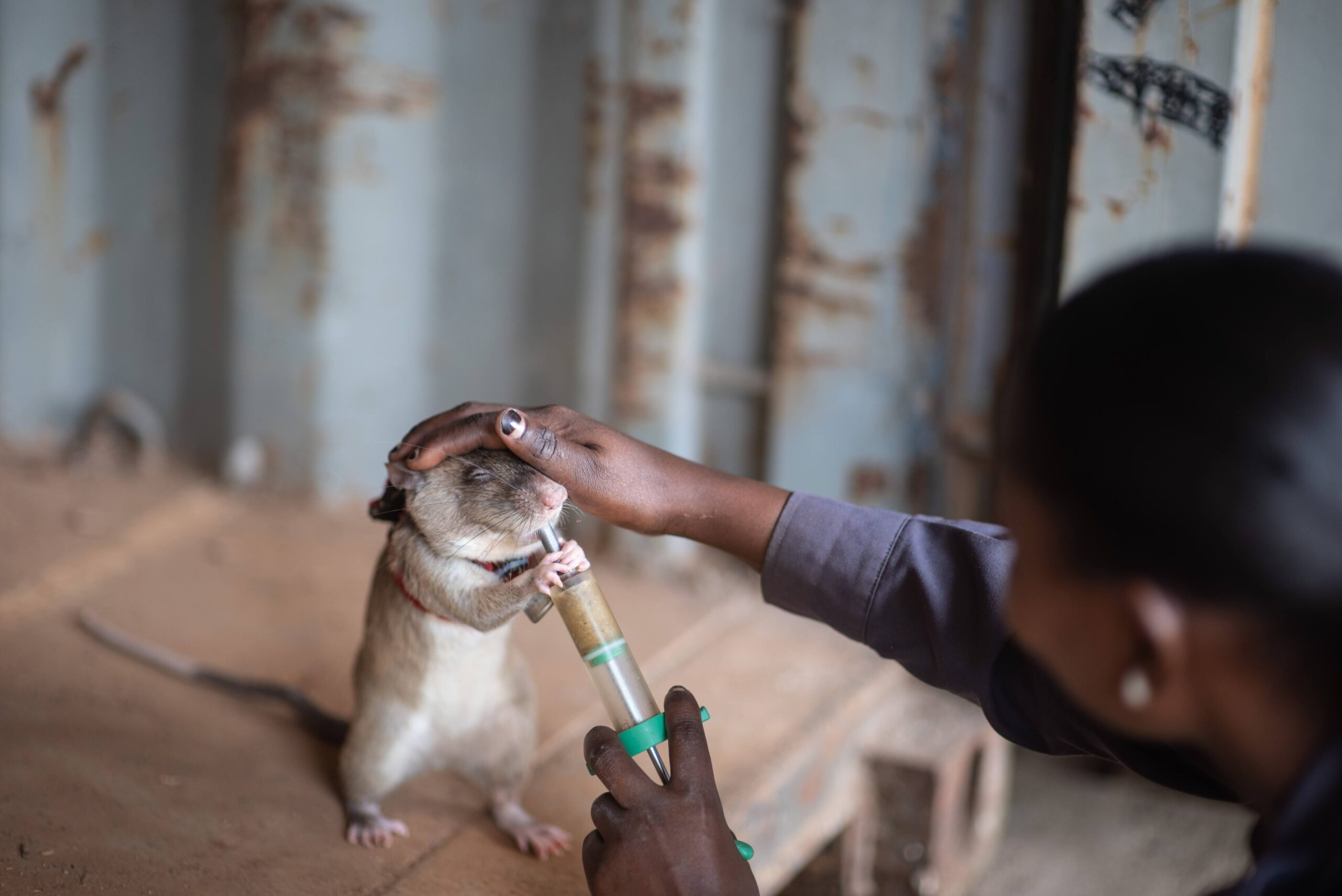 A woman feeds a rat a treat through a giant syringe while touching its head.