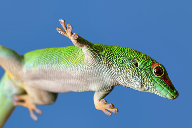 A green gecko stands against a lavender background. It has red eyes and a white underside.