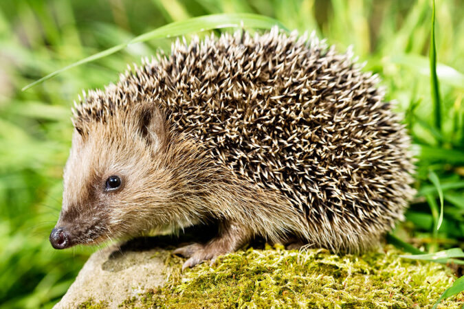 A hedgehog sants on a moss covered rock. Green grass is in the background.