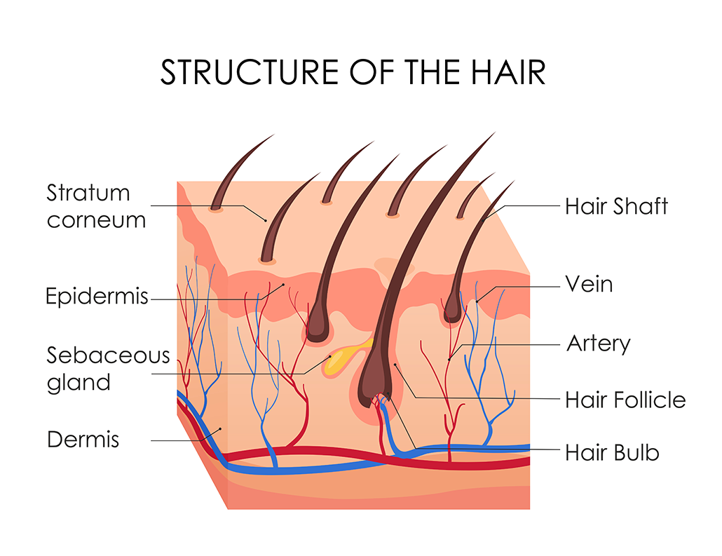 hair diagram showing hair growing out of the scalp