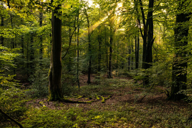 a dim green forest full of trees