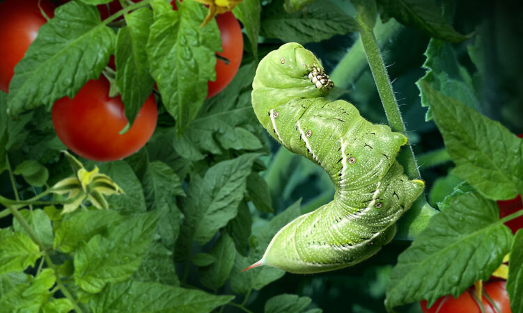 a green worm chews on a tomato leaf, with small tomatoes to the left