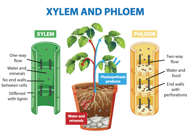 a diagram of xylem (left) and phloem (right) with a potted plant in the middle