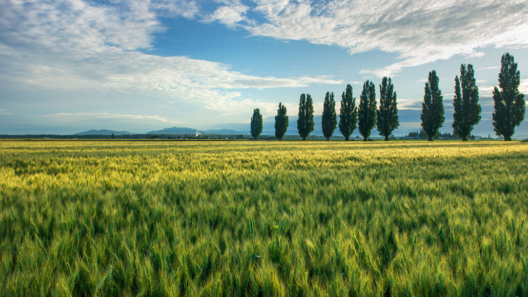 a field of grass with a line of poplar trees in the distance on the right, under a blue sky with clouds