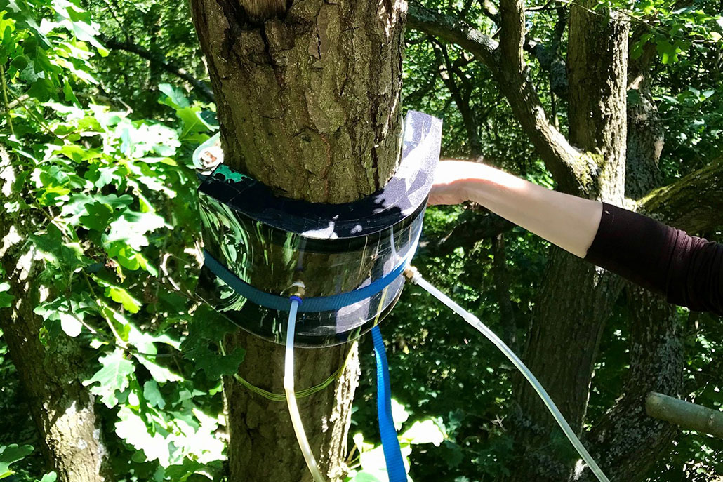 a tree trunk with the device used to measure methane levels encircles the tree trunk like a bracelet, there are tubes coming out of the apparatus and a researcher's hand is next to the measuring device on the tree trunk