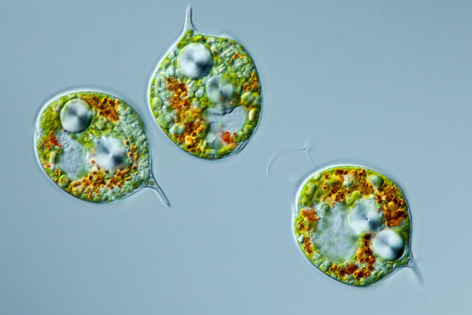 Three leaflike Phacus protists lie in the frame. Circular and green, they sport short tails small tails.