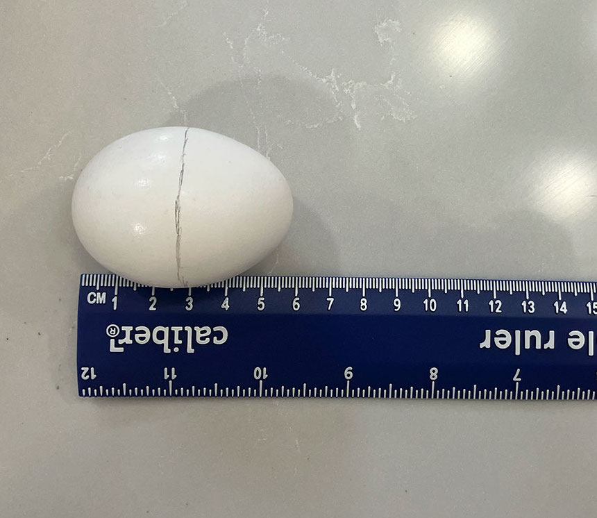 an eggshell with a line around the middle lays next to a ruler