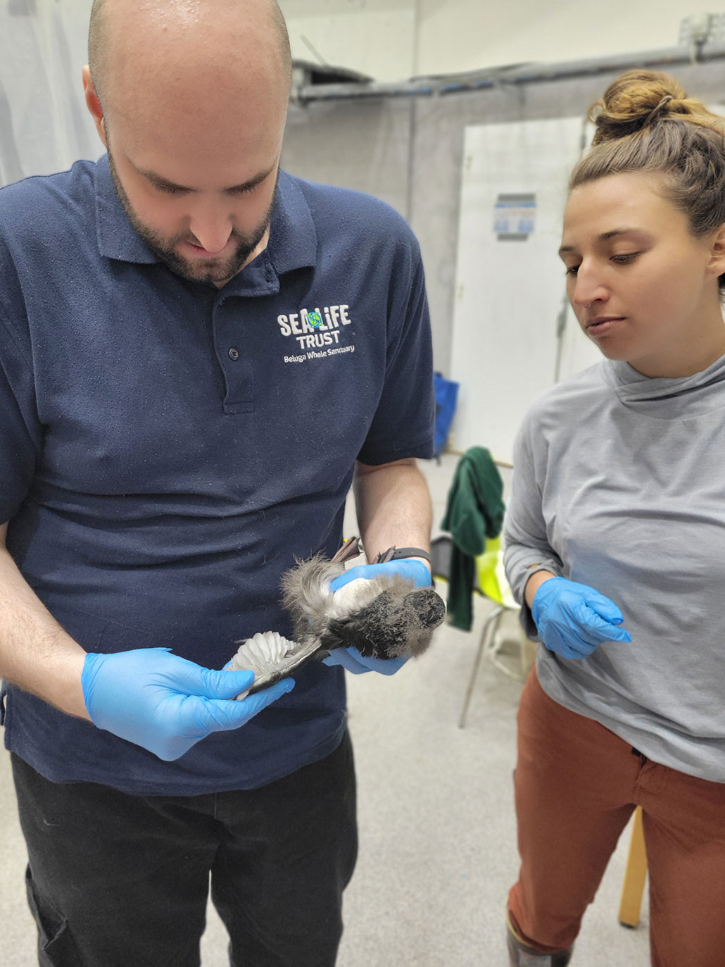 a puffling being examine by Puffin Rescue Center staff