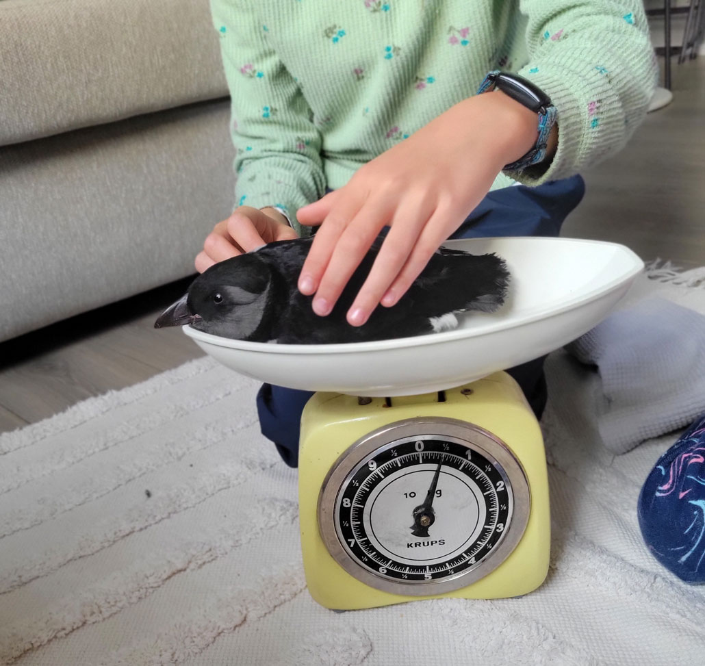 a puffling on a scale being weighed