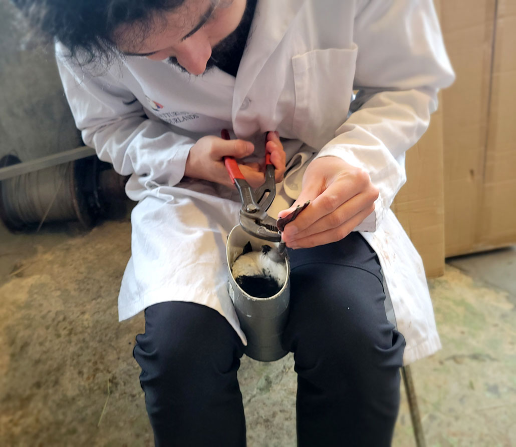 research assistant Lucas Canas Hernandez puts a ring on a rescued puffling’s leg