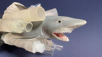 a plastic shark, facing right, surrounded by various 3D printed tubes and pipes against a blue background