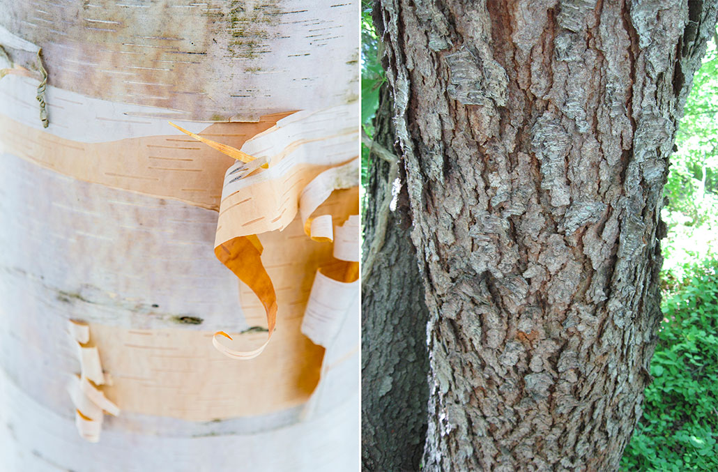 a birch tree with white and grey peeling bark showing tan underneath and a black cherry tree with typical cracked grooved bark