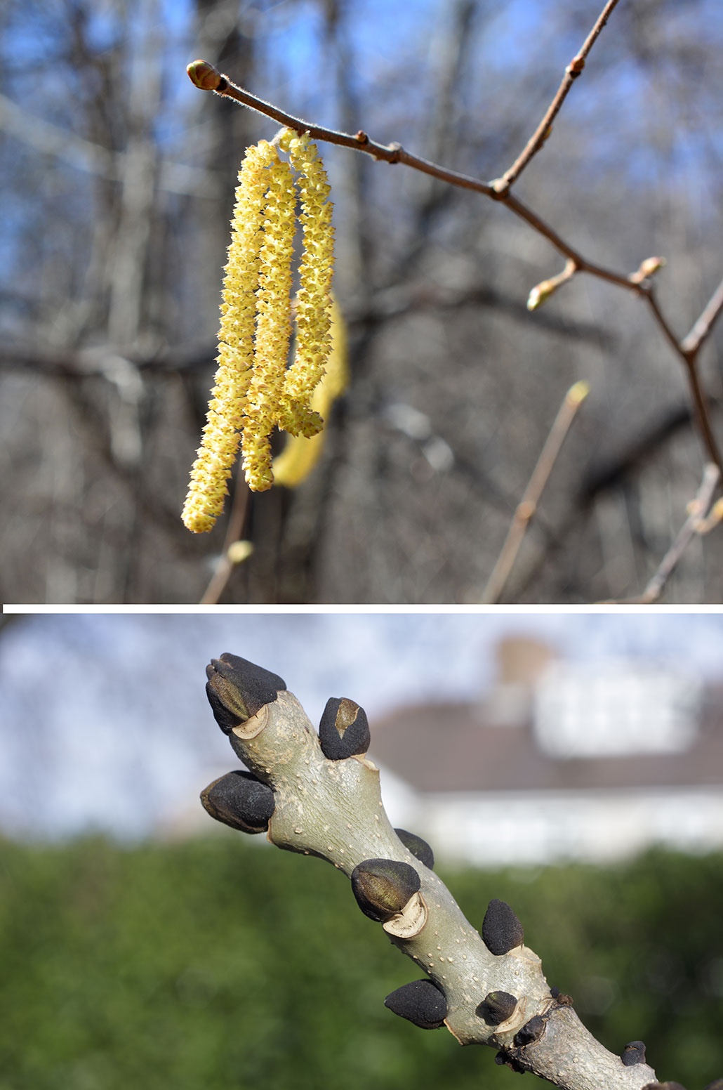 a composite of two images showing a light wood branch with dark buds, and a medium brown branch with buds and dangling yellow ribbon like catkins