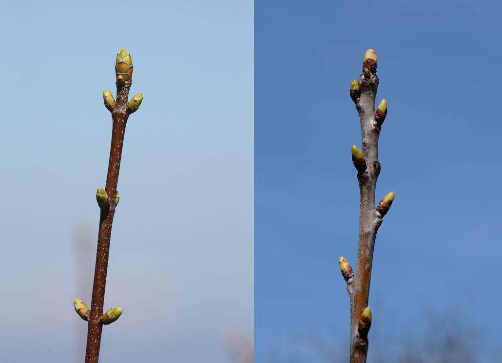 a composite image showing an opposite bud tree growth pattern and an alternate bud growth pattern